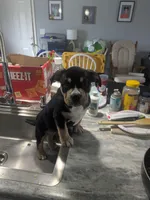 Pretty Girl, a female American Bully for sale in Marion, OH – Photo 2 of 3