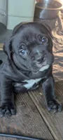 Big Momma, a female American Bully for sale in Marion, OH – Photo 10 of 10