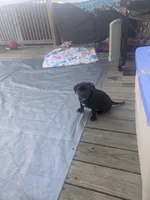 Big Momma, a female American Bully for sale in Marion, OH – Photo 9 of 9