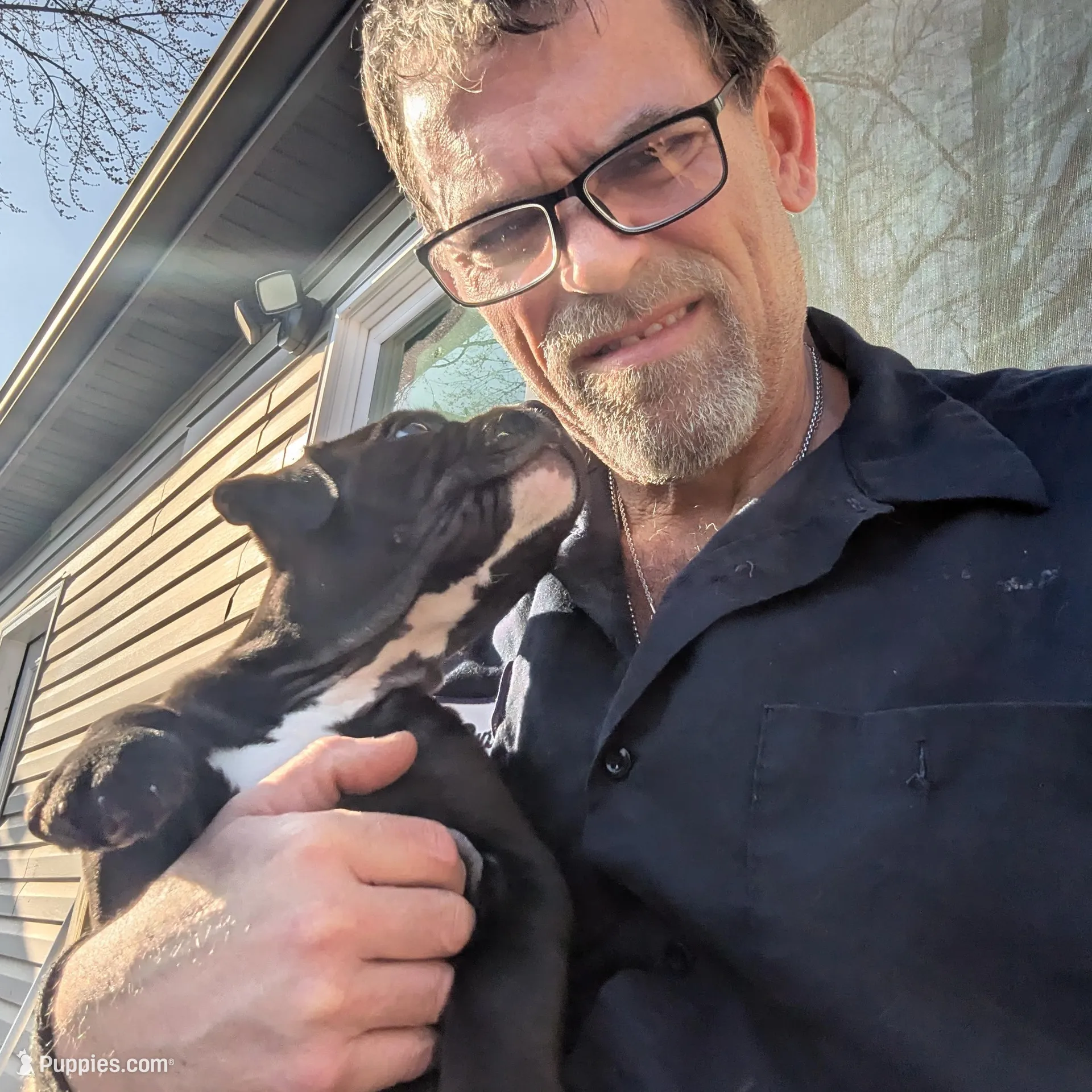 Big Momma, a female American Bully for sale in Marion, OH – Photo 8 of 9