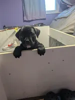 Big Momma, a female American Bully for sale in Marion, OH – Photo 6 of 9