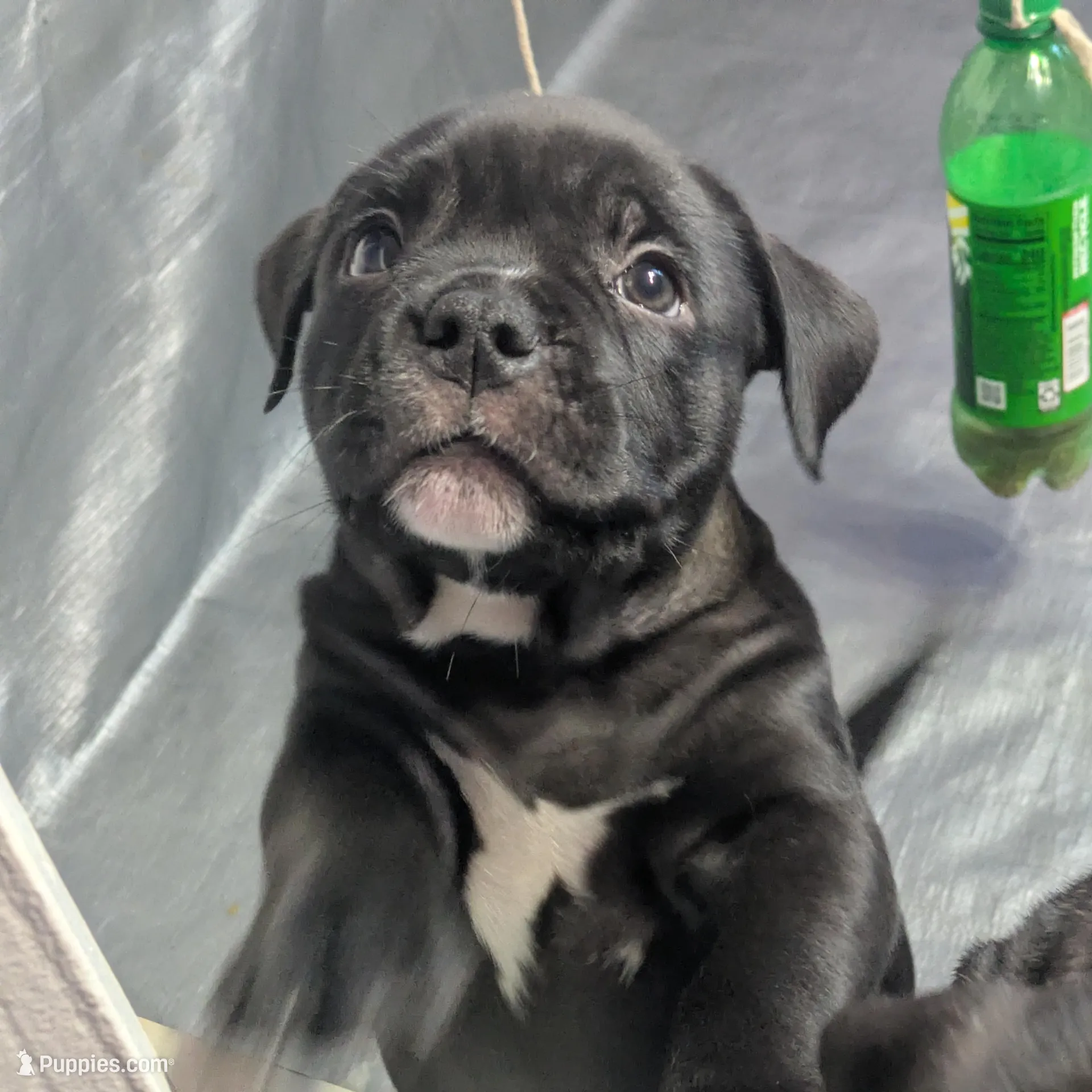 Big Momma, a female American Bully for sale in Marion, OH – Photo 7 of 9