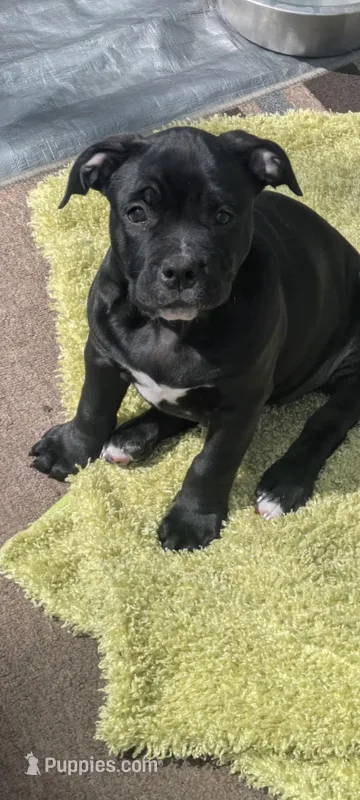 Big Momma – American Bully puppy for sale in Marion, OH