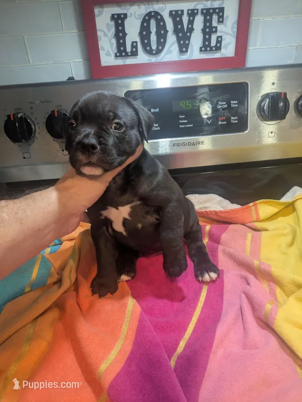 Big Momma, a female American Bully for sale in Marion, OH – Photo 1 of 1