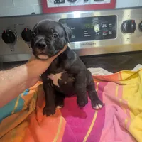 Big Momma, a female American Bully for sale in Marion, OH – Photo 4 of 9