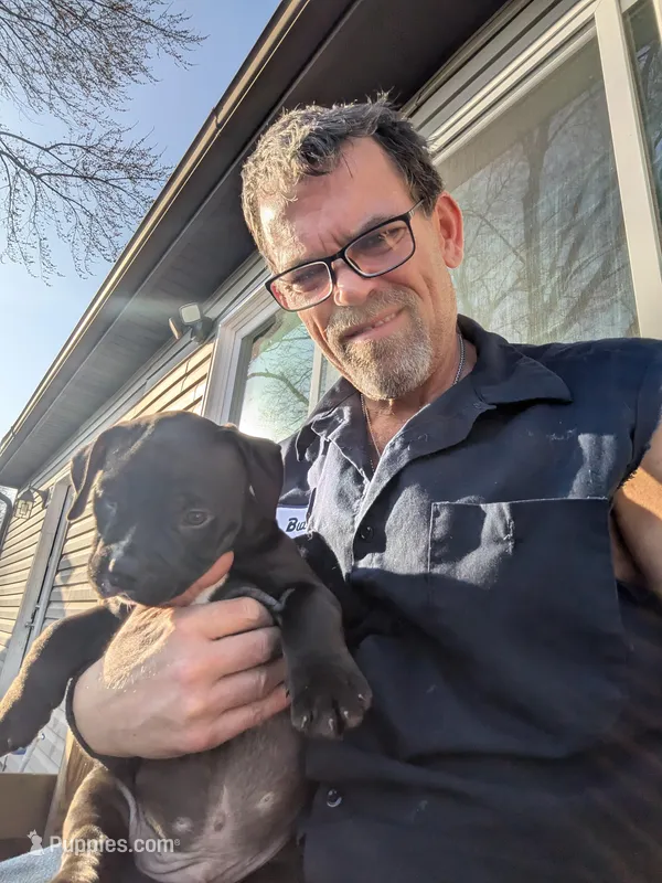 Big Momma – American Bully puppy for sale in Marion, OH