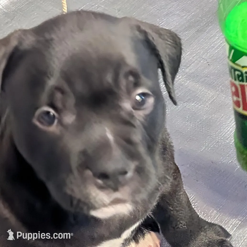 Big Momma, a female American Bully for sale in Marion, OH – Photo 5 of 9