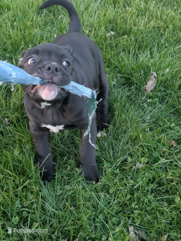 Big Momma – American Bully puppy for sale in Marion, OH