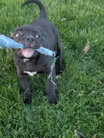 Big Momma, a female American Bully for sale in Marion, OH – Photo 2 of 9