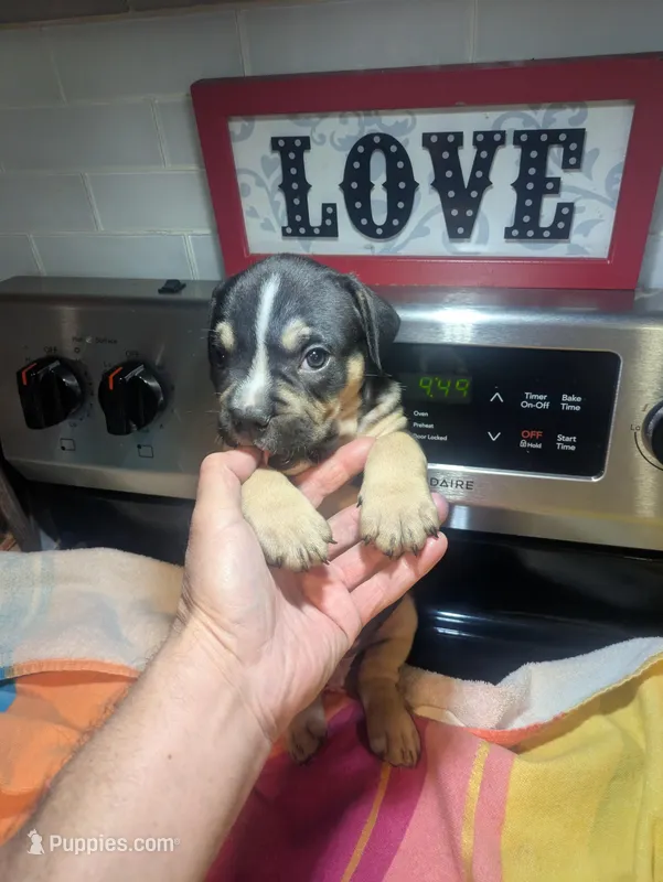 Pretty Boy, a male American Bully for sale in Marion, OH – Photo 1 of 1