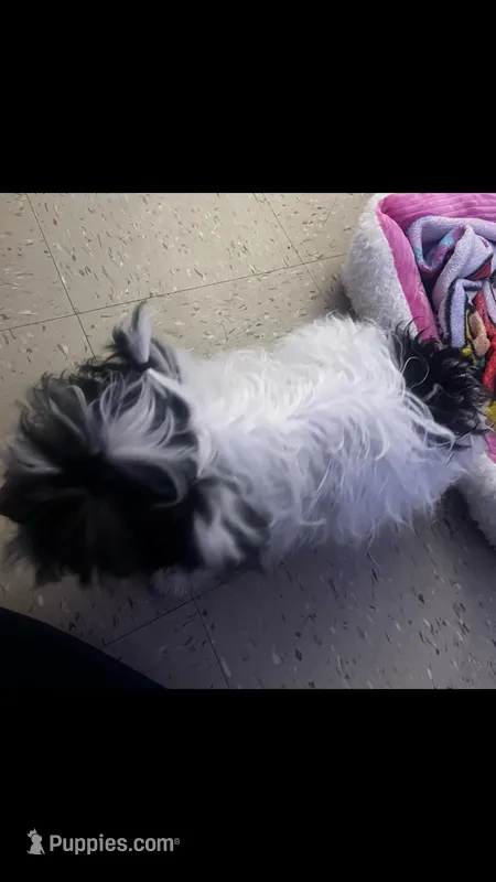 Nina – Shih Tzu puppy for sale in The Bronx, NY