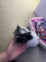 Nina, a female Shih Tzu for sale in The Bronx, NY – Photo 5 of 6