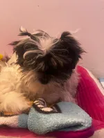 Nina, a female Shih Tzu for sale in The Bronx, NY – Photo 2 of 6