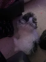 Nina, a female Shih Tzu for sale in The Bronx, NY – Photo 4 of 6