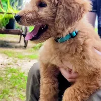 Annie, a female Goldendoodle for sale in Linden, TN – Photo 2 of 3