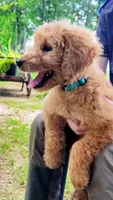 Annie, a female Goldendoodle for sale in Linden, TN – Photo 2 of 3