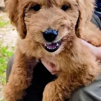 Annie, a female Goldendoodle for sale in Linden, TN – Photo 3 of 3