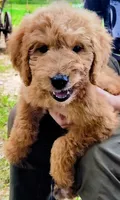 Annie, a female Goldendoodle for sale in Linden, TN – Photo 3 of 3
