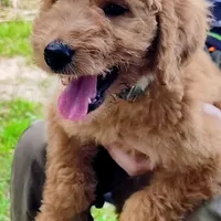 Annie, a female Goldendoodle for sale in Linden, TN – Photo 1 of 3