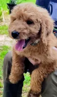 Annie, a female Goldendoodle for sale in Linden, TN – Photo 1 of 3