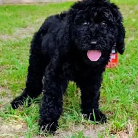 Velvet, a female Goldendoodle for sale in Linden, TN – Photo 4 of 4