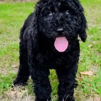 Velvet, a female Goldendoodle for sale in Linden, TN – Photo 1 of 4
