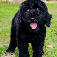 Velvet, a female Goldendoodle for sale in Linden, TN – Photo 3 of 4