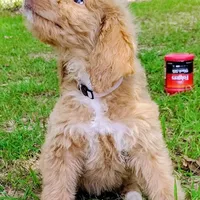 Honey, a female Goldendoodle for sale in Linden, TN – Photo 3 of 4