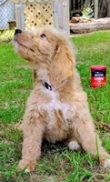 Honey, a female Goldendoodle for sale in Linden, TN – Photo 3 of 4