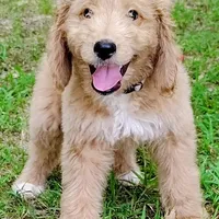Honey, a female Goldendoodle for sale in Linden, TN – Photo 1 of 4