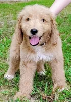 Honey, a female Goldendoodle for sale in Linden, TN – Photo 1 of 4