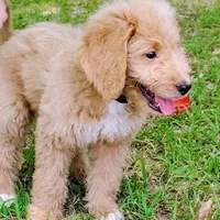Honey, a female Goldendoodle for sale in Linden, TN – Photo 4 of 4