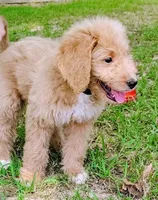 Honey, a female Goldendoodle for sale in Linden, TN – Photo 4 of 4