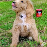 Honey, a female Goldendoodle for sale in Linden, TN – Photo 2 of 4