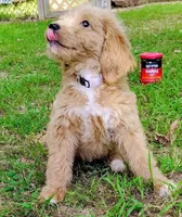 Honey, a female Goldendoodle for sale in Linden, TN – Photo 2 of 4