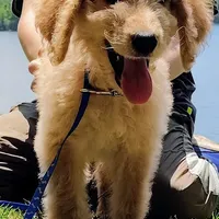 Rocky Top, a male Goldendoodle for sale in Linden, TN – Photo 2 of 3