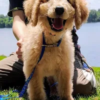 Rocky Top, a male Goldendoodle for sale in Linden, TN – Photo 1 of 3