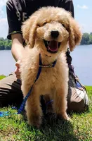 Rocky Top, a male Goldendoodle for sale in Linden, TN – Photo 1 of 3