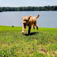 Rocky Top, a male Goldendoodle for sale in Linden, TN – Photo 3 of 3