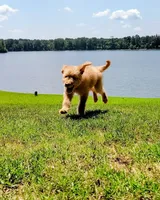 Rocky Top, a male Goldendoodle for sale in Linden, TN – Photo 3 of 3