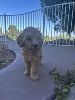 Paisley Mae, a female Australian Labradoodle for sale in Mesa, AZ – 1 of 3