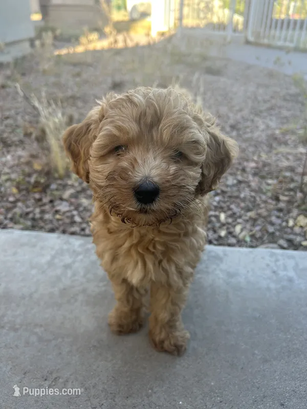 Penny Lou – Australian Labradoodle puppy for sale in Mesa, AZ