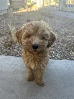 Penny Lou, a female Australian Labradoodle for sale in Mesa, AZ – 1 of 3