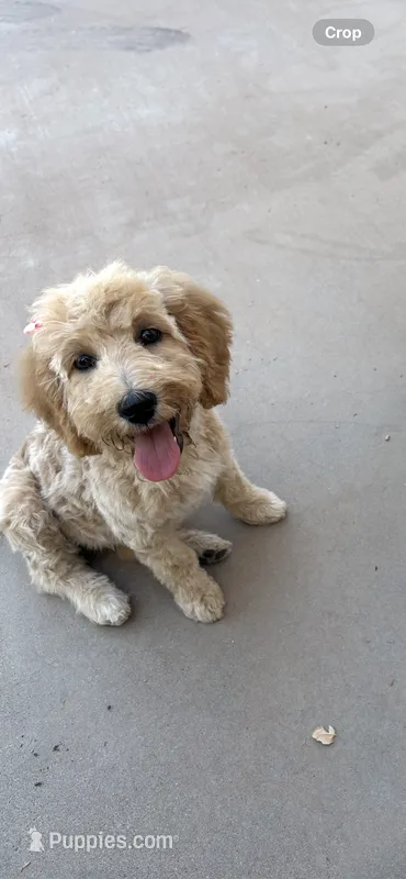 Paisley Mae – Australian Labradoodle puppy for sale in Mesa, AZ