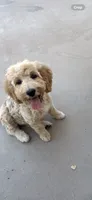 Paisley Mae, a female Australian Labradoodle for sale in Mesa, AZ – 2 of 3
