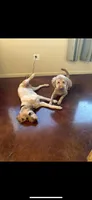 Penny Lou, a female Australian Labradoodle for sale in Mesa, AZ – 4 of 4