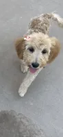 Paisley Mae, a female Australian Labradoodle for sale in Mesa, AZ – 3 of 3
