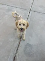 Penny Lou, a female Australian Labradoodle for sale in Mesa, AZ – 3 of 3
