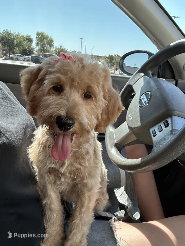 Penny Lou – Australian Labradoodle puppy for sale in Mesa, AZ