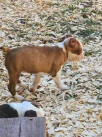 Boo, a female Boston Terrier and Frenchton for sale in Eugene, OR – 6 of 8